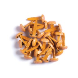 Tangerine Sugar Coated Brads